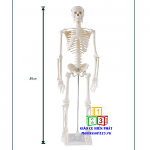 Bộ xương người cao 85cm