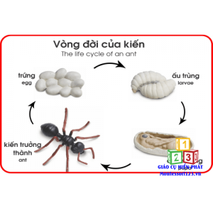Mô hình quá trình sinh trưởng của con kiến