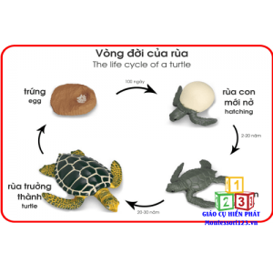 Mô hình quá trình sinh trưởng của rùa
