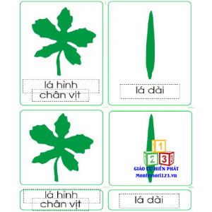 Thẻ mẫu lá cây 3 phần tiếng Việt