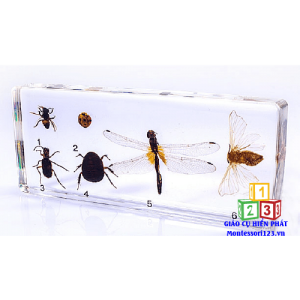 2-Sáu loại côn trùng có lợi -Six kind of Beneficial Insect  -Aj