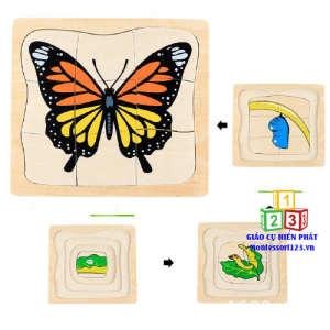 Xếp hình 4 lớp quá trình sinh trưởng của bướm 