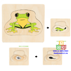 Xếp hình 4 lớp quá trình sinh trưởng của ếch 