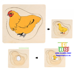 Xếp hình 4 lớp quá trình sinh trưởng con gà 