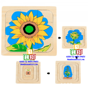 Xếp hình 4 lớp quá trình sinh trưởng của bông hoa