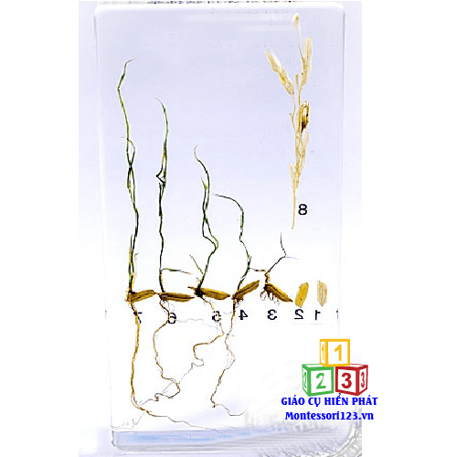 4-Quá trình nảy mầm của hạt lúa - Rice Germination 