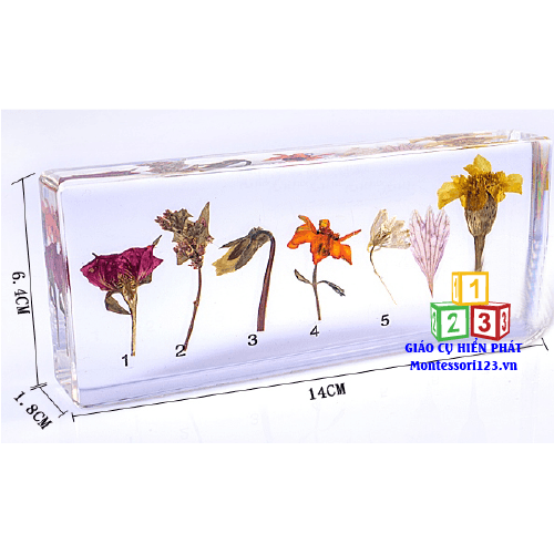 7-Hệ thống các loài hoa  - Flower Systems 