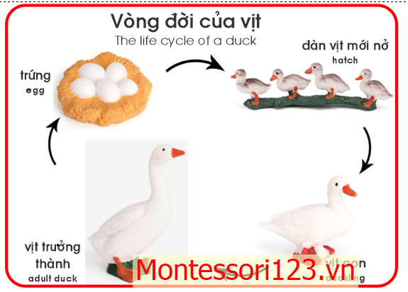 Mô hình quá trình sinh trưởng của Vịt | Hiển Phát Montessori123